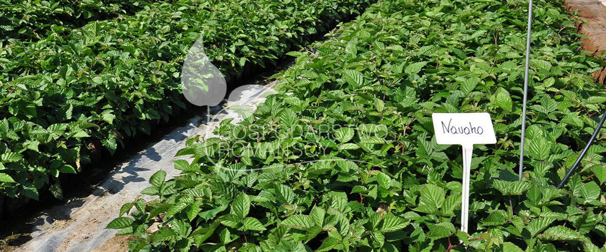 توت هايبوش زهر العسل صالح للأكل توت أسود بدون أشواك أكتينيديا كولوميكتا توت بري كبير الثمار وشتلات بولندا 02