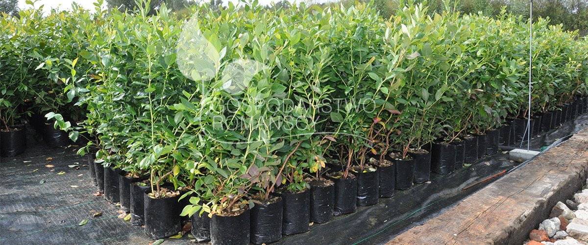 توت هايبوش زهر العسل صالح للأكل توت أسود بدون أشواك أكتينيديا كولوميكتا توت بري كبير الثمار وشتلات بولندا 04