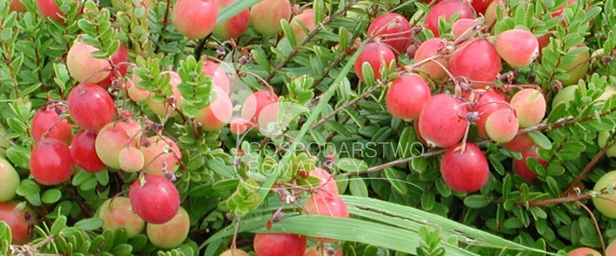 توت هايبوش زهر العسل صالح للأكل توت أسود بدون أشواك أكتينيديا كولوميكتا توت بري كبير الثمار وشتلات بولندا 06