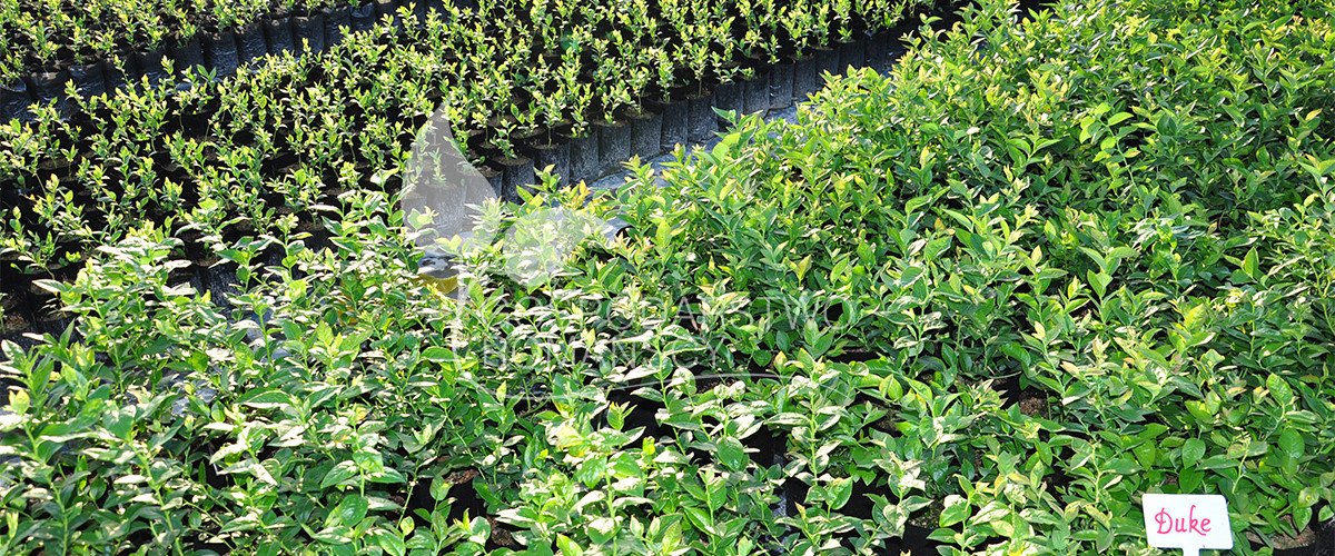 توت هايبوش زهر العسل صالح للأكل توت أسود بدون أشواك أكتينيديا كولوميكتا توت بري كبير الثمار وشتلات بولندا 08