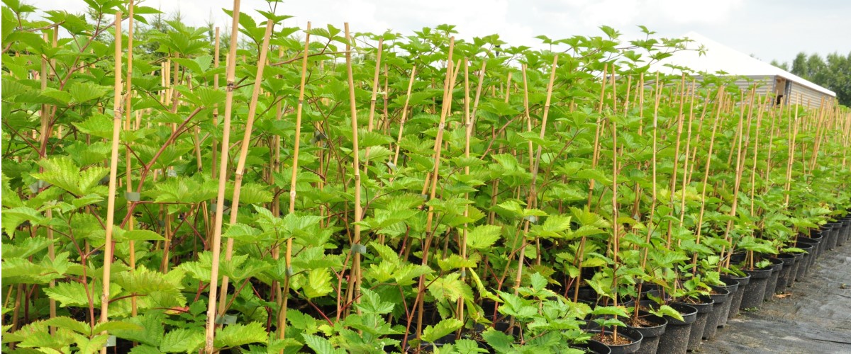 توت هايبوش زهر العسل صالح للأكل توت أسود بدون أشواك أكتينيديا كولوميكتا توت بري كبير الثمار وشتلات بولندا 07