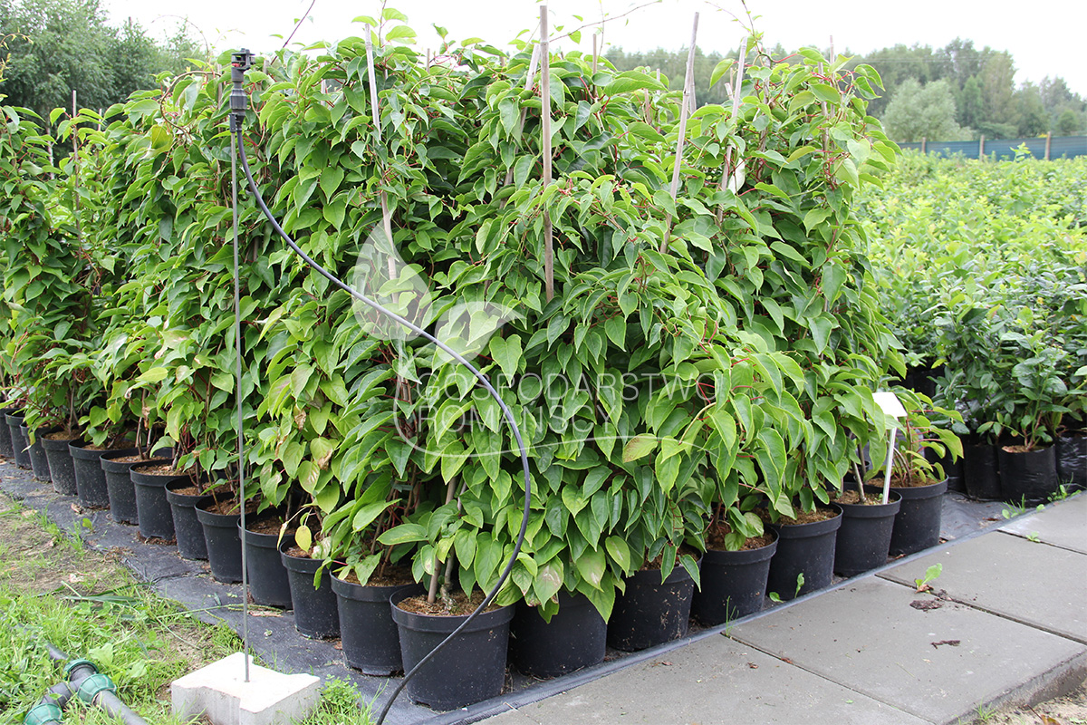 الأكتينيديا القولونية