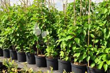 الأكتينيديا القولونية