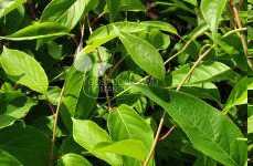 الأكتينيديا القولونية