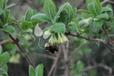 زهر العسل الصالحة للأكل