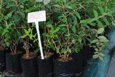 زهر العسل الصالحة للأكل