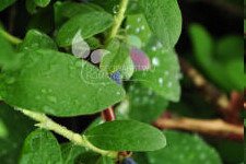 زهر العسل الصالحة للأكل