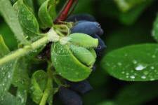 زهر العسل الصالحة للأكل