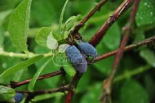 زهر العسل الصالحة للأكل