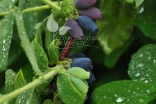 زهر العسل الصالحة للأكل