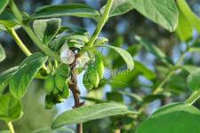 زهر العسل الصالحة للأكل