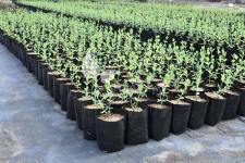 زهر العسل الصالحة للأكل