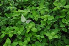 زهر العسل الصالحة للأكل