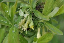 زهر العسل الصالحة للأكل