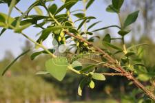 زهر العسل الصالحة للأكل