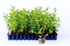 زهر العسل الصالحة للأكل