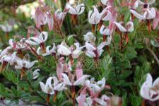 توت بري كبير