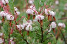 توت بري كبير