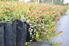 توت بري كبير