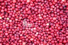 توت بري كبير