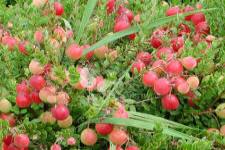 توت بري كبير