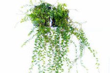 توت بري كبير