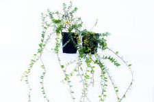 توت بري كبير