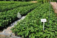 بلاك بيري بدون أشواك