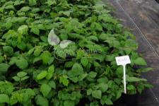 بلاك بيري بدون أشواك