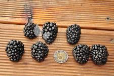 بلاك بيري بدون أشواك