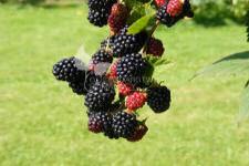 بلاك بيري بدون أشواك