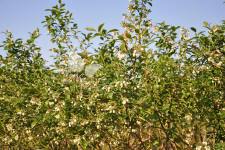 هايبوش عنبية