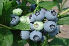 هايبوش عنبية