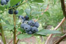 هايبوش عنبية