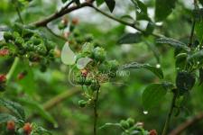 هايبوش عنبية