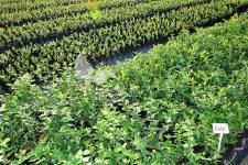 هايبوش عنبية