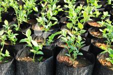 هايبوش عنبية