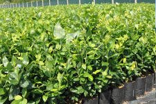 هايبوش عنبية