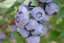 هايبوش عنبية