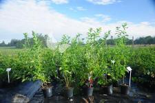 هايبوش عنبية