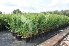 هايبوش عنبية