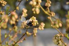 هايبوش عنبية