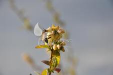 هايبوش عنبية