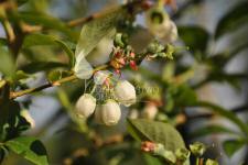 هايبوش عنبية