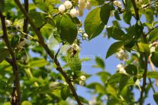 هايبوش عنبية