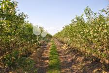 هايبوش عنبية