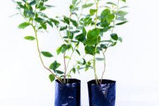 هايبوش عنبية