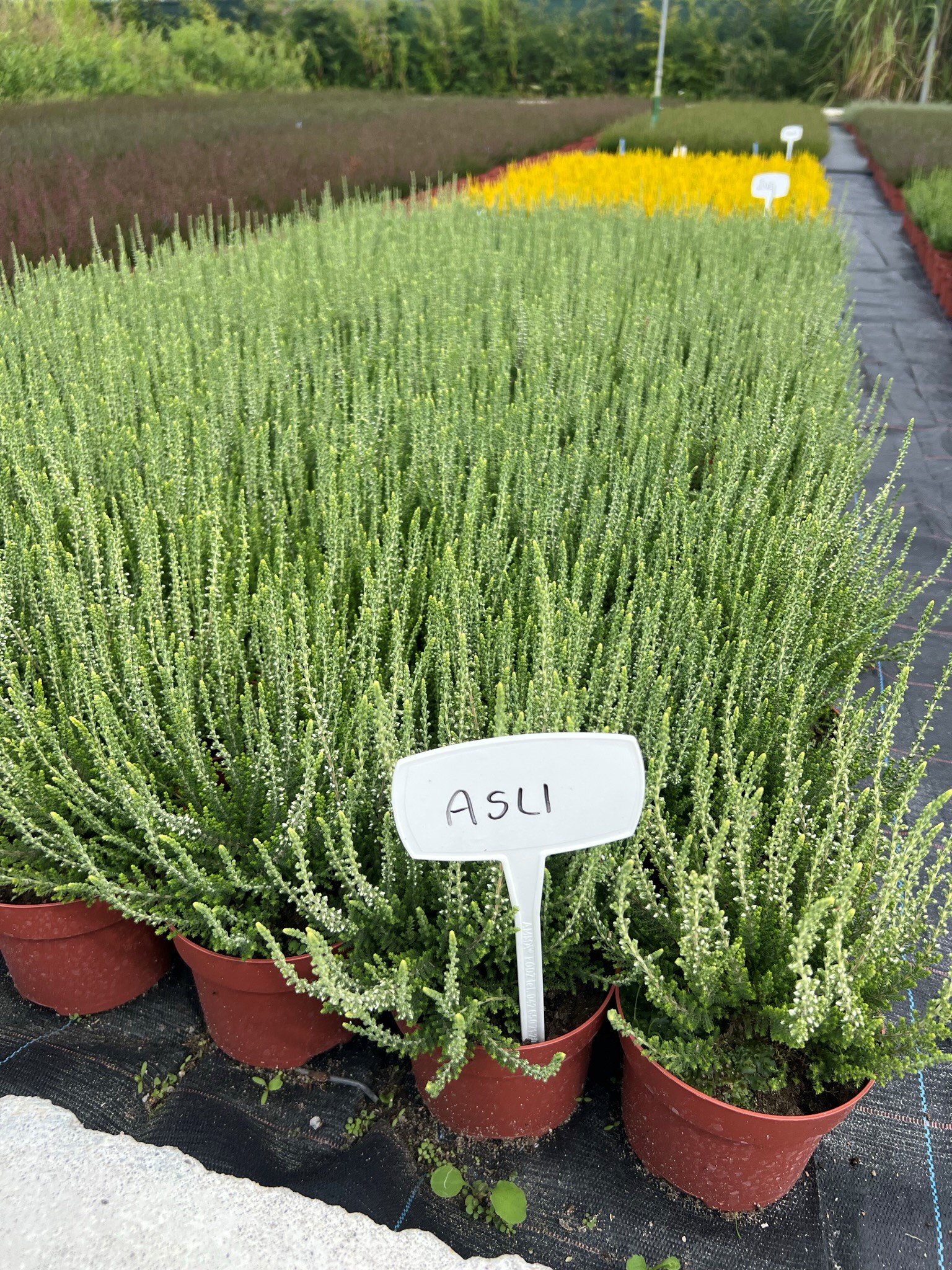 توت بري كبيرشتلات هيذر