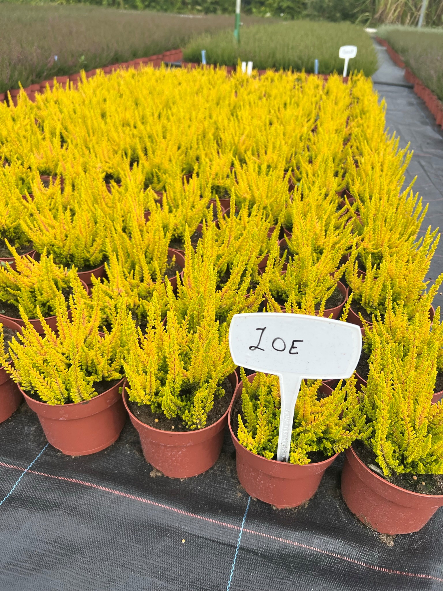 توت بري كبيرشتلات هيذر