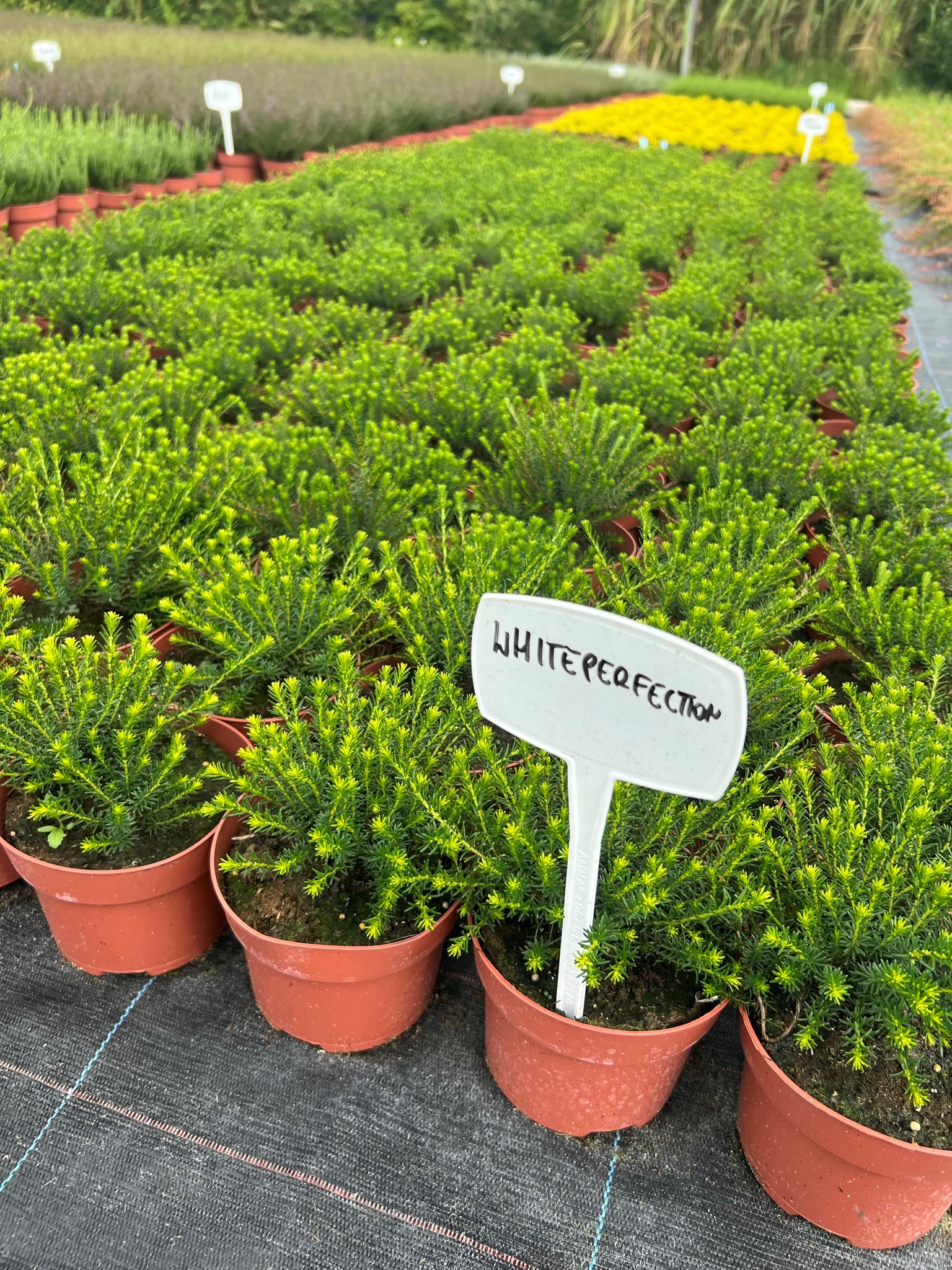 توت بري كبيرشتلات هيذر